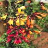 AGROBITS 40 CL Glory Eccremorpus Sber Flowes view 3