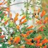 AGROBITS 40 CL Glory Eccremorpus Sber Flowes view 4