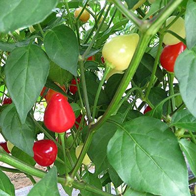 AGROBITS Clli Pepper - Spangles - 6 See