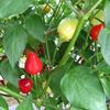 AGROBITS Clli Pepper - Spangles - 6 See view 1