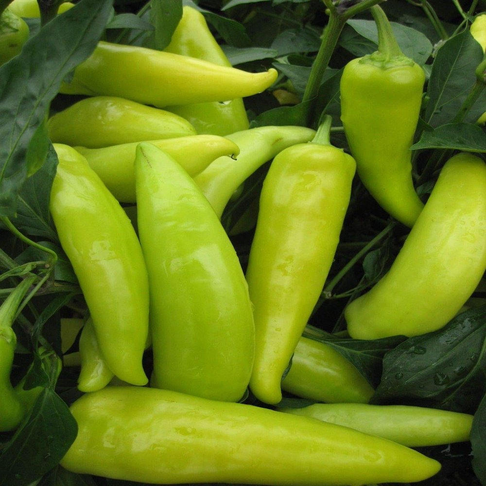 AGROBITS Vegetal - Pimiento (Guindilla) - Hngaro liente Cera - 100 Seas