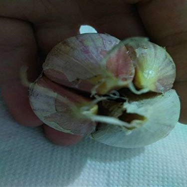 Portal Cool Garlic Elephant, The Country of Dracula, Romanian Red 4, Red Garlic Romania