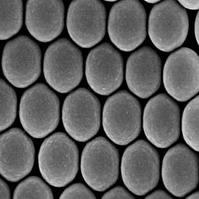 Alpha Nanotech Colloidal Polystyrene Beads 10 ml (Non-Functionalized; 100 um, 10 mg/ml, 10 ml)