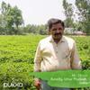 (3 PACK) - Pukka Three Mint Tea| 20 Bags |3 PACK - SUPER SAVER view 4