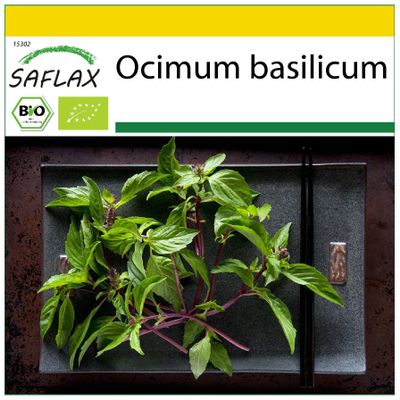 SAFLAX - Organic - Basil Thai - 250 Seeds - Ocimum basilicum