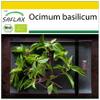 SAFLAX - Organic - Basil Thai - 250 Seeds - Ocimum basilicum view 1