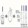 15 x Ultra Early 10mIU (Wide Width) Pregnancy Test Strips (Tests up to 6 Days Earlier) view 4