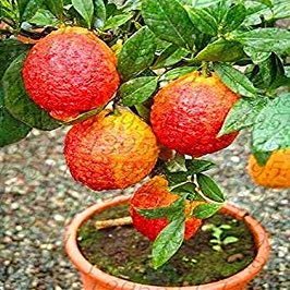20 Pcs/Bag Red Lemon Tree Also is Blood Orange Organic Fruit Trred Lime S