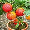 20 Pcs/Bag Red Lemon Tree Also is Blood Orange Organic Fruit Trred Lime S view 1