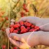 Alpi Nature Rosehip Powder 1kg 2.2 lb, Dried Ground Rosehips, Rose Hips Powder for Rosehip Tea view 4