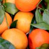 2 Pack - FruttaMax Orange Syrup | Less Sugar | 60% Real Fruit Concentrate | Suitable for soda Machine 2x500ml view 3