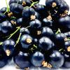 2 Pack - FruttaMax BlackCurrant Syrup | Less Sugar | 60% Real Fruit Concentrate | Suitable for soda Machine 2x500ml view 3