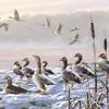 Ambiente Christmas Napkin 33 Centimeter Winter river Geese - Pack of 20 view 1