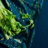 Bee's Wrap Food Wraps - Ocean Print - Turtles & Jellyfish - Assorted Pack Bee's Wrap - Sustainable Organic Cotton Food Storage view 2