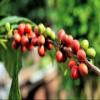 Small Batch Roasted Coffee Beans, Climate Positive, Light 1kg, Seasonally Sourced Arabica Guatemala view 2