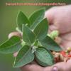 A Kilo of Spices | Premium Ashwagandha Powder 1 Kg | Revitalize Your Body and Mind with Pure Ashwagandha Powder Support for Calm and Energy | Pure and Potent Wellness Blend for Relaxation view 3