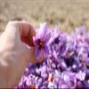 2,3 gr. Saffron Gift Box Diamond 1A Exquisite Quality view 4