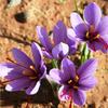 2 x 1g Select Grade Saffron Stamens view 2