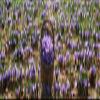 2 x 0.5g Select Grade Saffron Stamens view 3