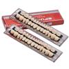 Angzhili 2 Sets (56PCS) Dental Acrylic Resin Denture Tooth Kit False Tooth for Halloween Horror Prop 23 A2 view 1
