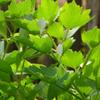 Alpi Nature Lovage 125g 4.4 oz, Dried and Rubbed Lovage Leaves for Cooking and Spice Blends view 4