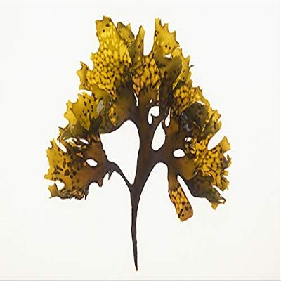 Irish Moss (Carrageen) from Emerald Isle Seaweed Certified Organic (100 g Sun Bleached)