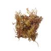 Irish Moss (Carrageen) from Emerald Isle Seaweed Certified Organic (100 g Sun Bleached) view 3