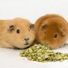 Farriers Equine Care Lice & Mite Shampoo for Guinea Pigs & Small Mammals view 2