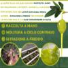 Oleificio Mallia - Extra Virgin Olive Oil bio100% Italian - Can of 5 L - Fresh Harvest 2024/2025 Cold extracted view 2
