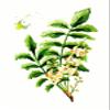 100% Pure All Natural Boswellia Powder 1kg to Maintain Healthy Joints, That are Free of Pain and Stiffness-with Over 29% Boswellic Acids view 4