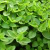 Alpi Nature Marjoram Rubbed 250g 8.8 oz, Dried Herb for Cooking and Marjoram Tea view 4