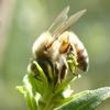 100 g Organic Brazil Green Propolis - 100% Natural, Direct from Beekeeper, Raw and Clean view 4