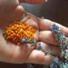 100% Raw Natural Bee Pollen Granules, Pure Organic Bee Pollen, Suitable for Vegetarians, New Harvest (150g) view 2
