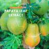 Organic Papaya Leaf Extract 12,000mg - High Strength Carica Papaya Extract  90 Vegan Capsules  Resealable and Recyclable Pouch by Alpha01 view 4