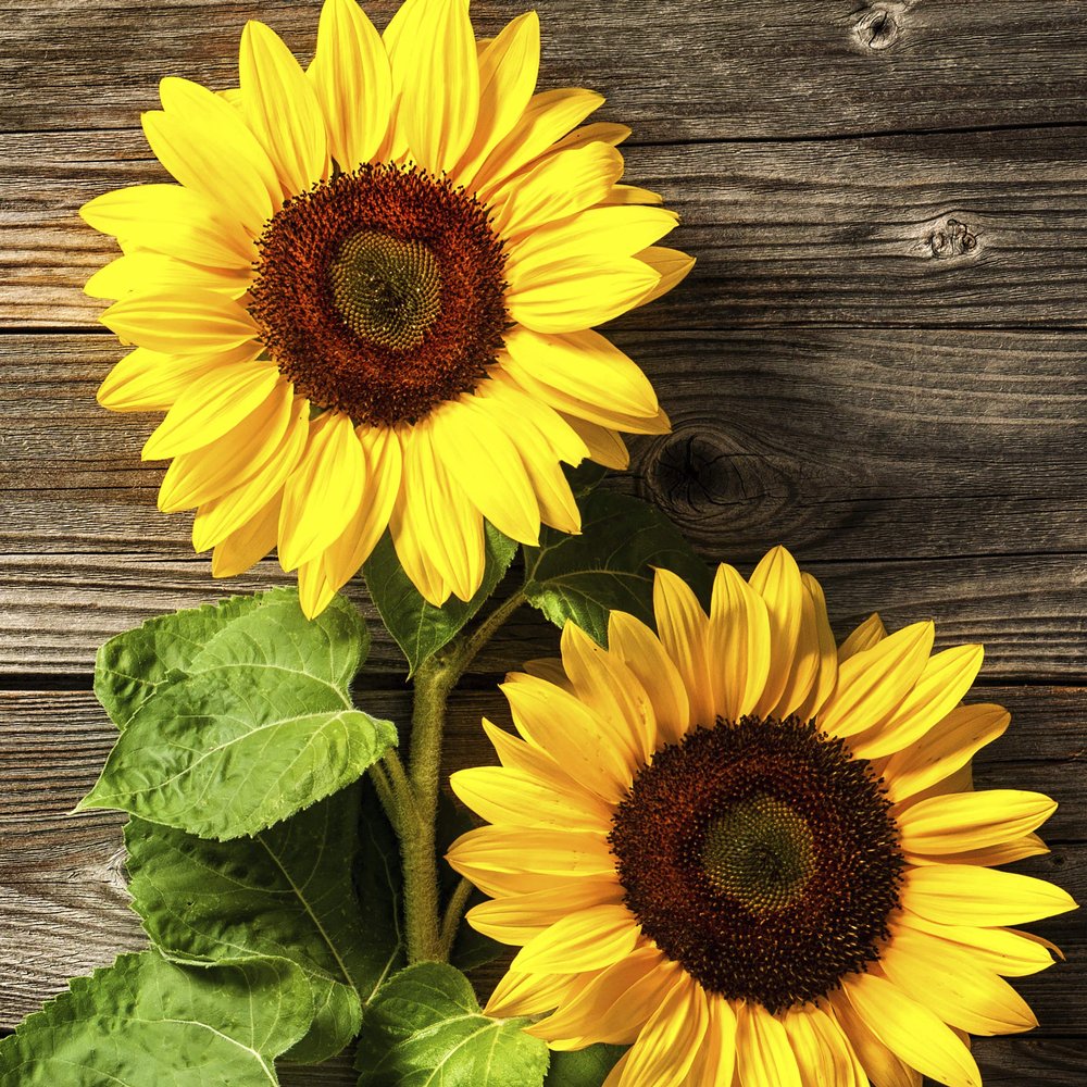 20 Lunch Napkins Sunflower Autumn 33 cm