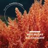Wild-Algae Astaxanthin 160mg - Providing 8mg Astaxanthin Antioxidant - 180 Softgels - Resealable and Recyclable Pouch by Alpha01 view 4