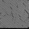 Alpha Nanotech Colloidal Polystyrene Beads (Carboxylated, 300 nm, 50 mg/ml) view 1
