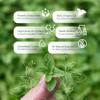 30ml Oregano Oil 100% Pure & Undiluted Min 92% Carvacrol Super-Strength Himalayan Essential Oil of Oregano (Origanum Vulgare) Highly Potent Immunity Booster for Cold, Cough, Sore Throat & Gut Health view 3