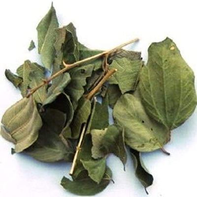 Sidre Leaves: Natural Sidr Jujube Leaf Sold in a resealable pot to protect cut leaves (Rokia Chariaa)