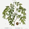Sidre Leaves: Natural Sidr Jujube Leaf Sold in a resealable pot to protect cut leaves (Rokia Chariaa) view 2