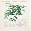 Sidre Leaves: Natural Sidr Jujube Leaf Sold in a resealable pot to protect cut leaves (Rokia Chariaa) view 3