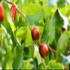 Sidre Leaves: Natural Sidr Jujube Leaf Sold in a resealable pot to protect cut leaves (Rokia Chariaa) view 4