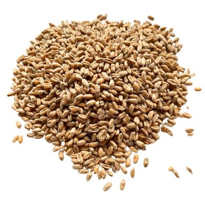 Cleaned & Graded Wheat Grains | Filler for Heat Packs, Craft & Sewing Projects | Regeneratively Grown at Brow Farm, Lancashire (2 kg)
