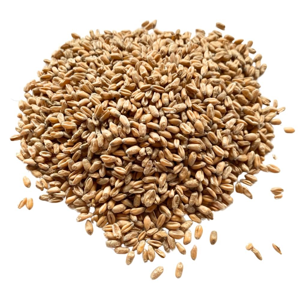 Cleaned & Graded Wheat Grains | Filler for Heat Packs, Craft & Sewing Projects | Regeneratively Grown at Brow Farm, Lancashire (2 kg)