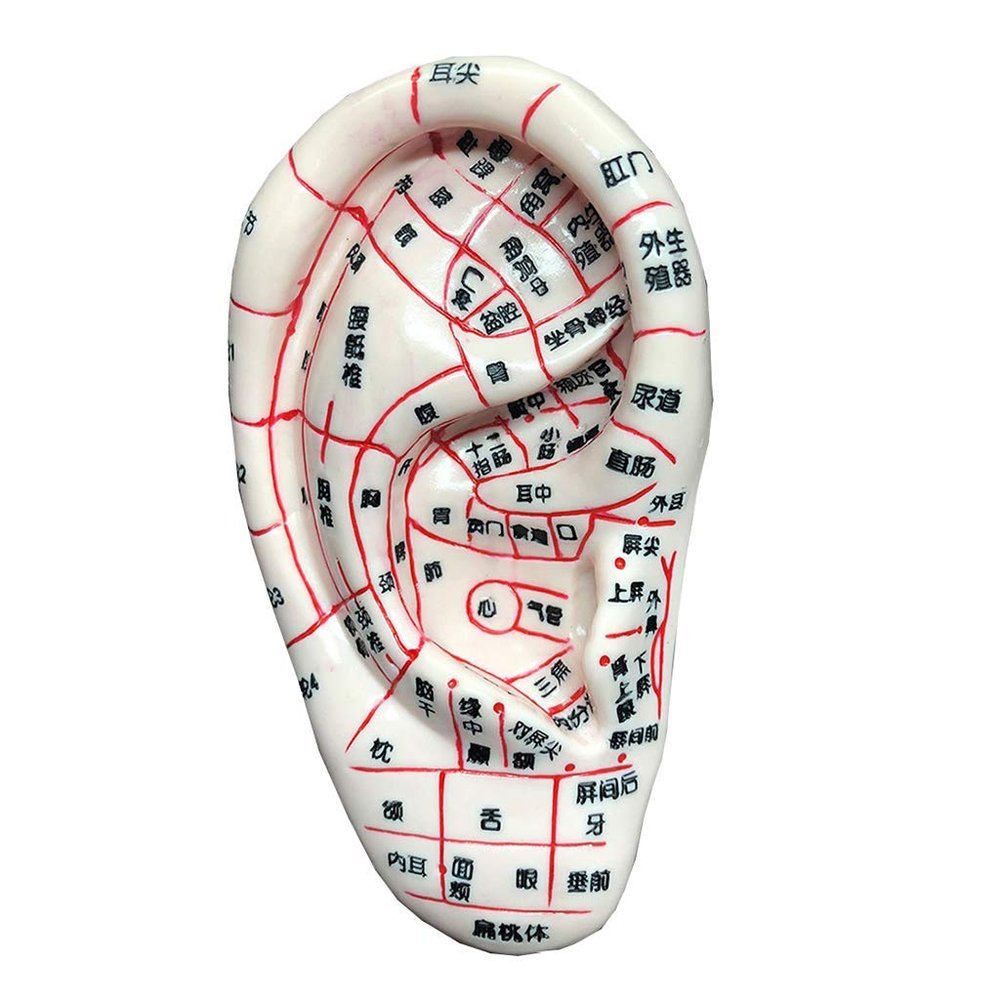 SLRMKK Acupuncture Model - 13Cm Ear Acupuncture Model Human Acupuncture Model - for Acupuncture And Acupuncture Points Meridian Human Body Model, Educational Train Aid