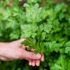 Alpi Nature Parsley Dried 500g 1.1 lb, Dried and Rubbed Leaves, Parsley Spice for Cooking view 4