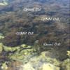 Wild crafted Sea Moss (Irish moss) from the pristine Caribbean Sea Unbleached & NOT grown on string 50g view 4
