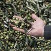 Casalinga Nocellara of Castelvetrano Olives in Brine, 300 g view 4