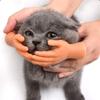 Aomomy Cat Cute Mini Hands Touch Cheek Brushes Finger Toys 1 pairs of fingers view 4