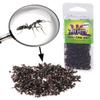 3 Pack(s) Edible Black Ants - A Packet of Nothing but Black Ants. Bon apptit! view 1
